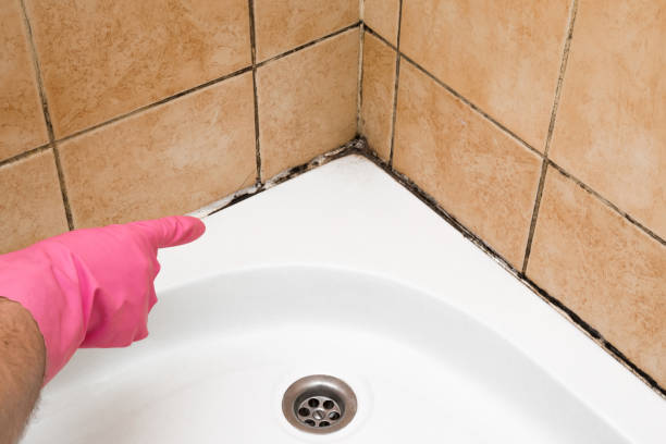 Reliable New Rockford, ND Mold Removal Solutions